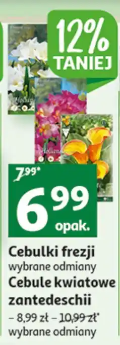 Auchan Cebule frezji oferta