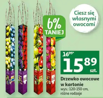 Auchan Drzewko owocowe w kartonie 120 - 150 cm jabłoń oferta