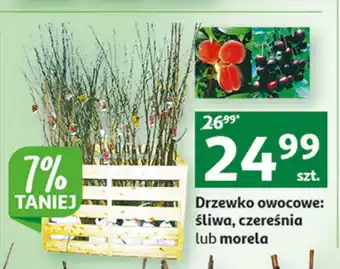 Auchan Drzewko owocowe śliwa oferta
