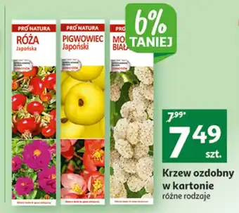 Róża japońska pro natura