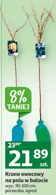 Auchan Krzew owocowy w balocie oferta
