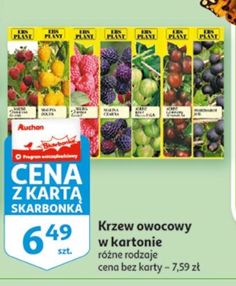 Auchan Malina czarna ebs plant oferta