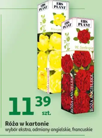 Auchan Róża w kartonie odmiana angielska ebs plant oferta