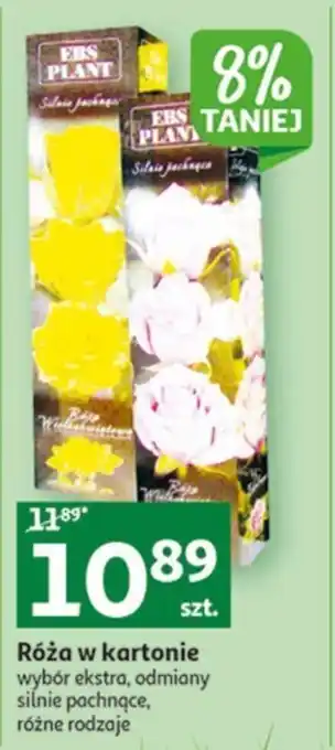 Auchan Róża w kartonie oferta