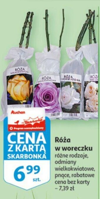 Auchan Róża w woreczku oferta
