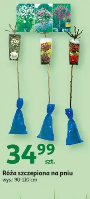 Auchan Róża szczepiona na pniu oferta