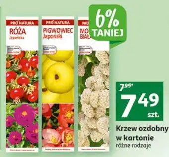 Auchan Krzew ozdobny w kartonie oferta