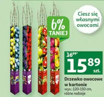 Auchan Drzewko owocowe w kartonie oferta