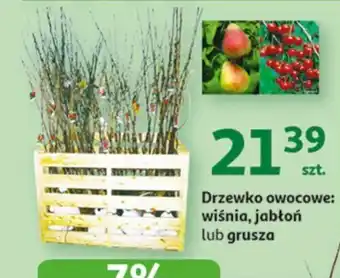 Auchan Drzewko owocowe: wiśnia, jabłoń lub gruszka oferta