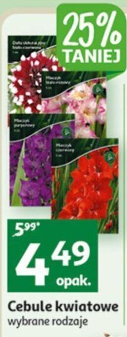 Auchan Cebule kwiatowe oferta