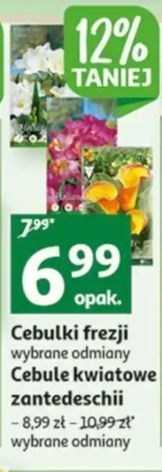 Auchan Cebulki frezji oferta