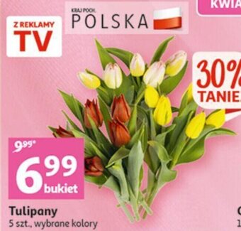 Auchan Tulipany 5szt oferta