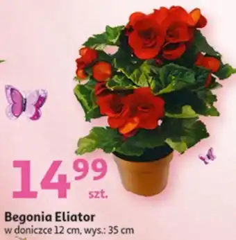 Auchan Begonia Eliator oferta