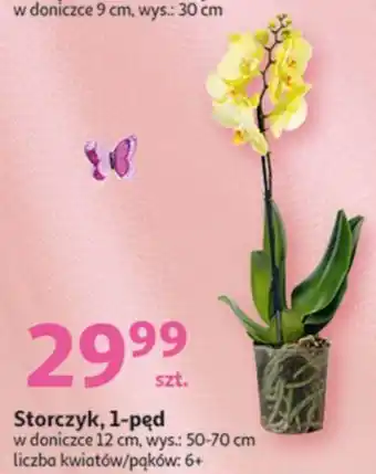 Auchan Storczyk 1-pęd oferta