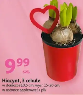 Hiacynt 3 cebule