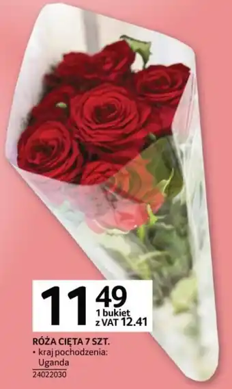 Selgros Róża cięta 7szt. oferta