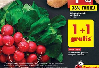 Biedronka Rzodkiewka oferta