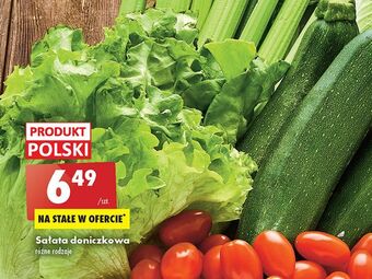 Biedronka Sałata w doniczce oferta