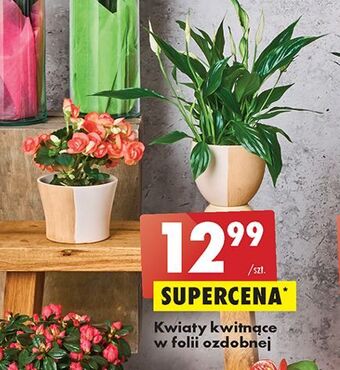 Biedronka Kwiaty kwitnące oferta