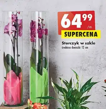 Biedronka Storczyk w szkle oferta
