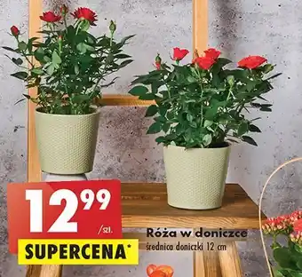 Biedronka Róża 12 cm oferta