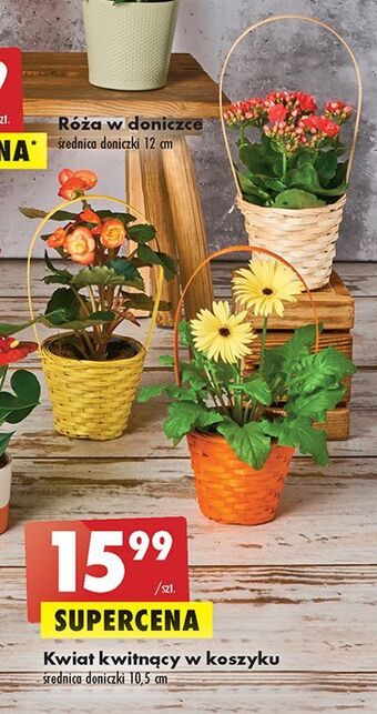 Biedronka Kwiat kwitnący oferta