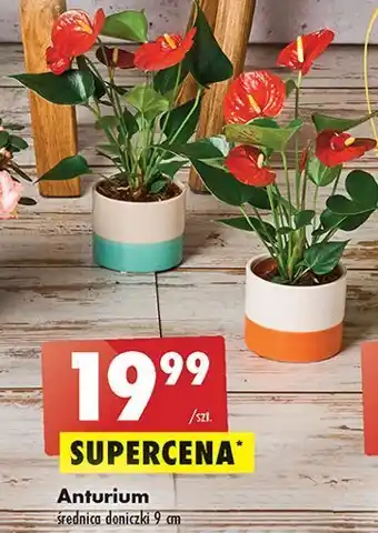 Biedronka Anturium 9 cm oferta