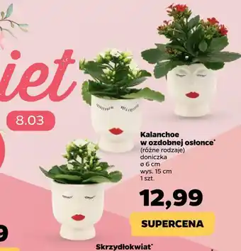 Netto Kalanchoe w ozdobnej osłonce oferta
