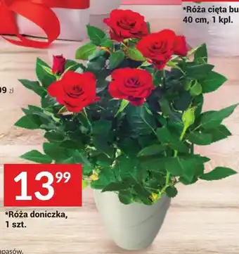 Twój Market Róża w doniczce oferta