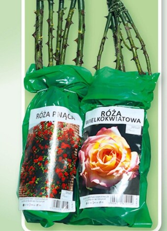Auchan Róża oferta