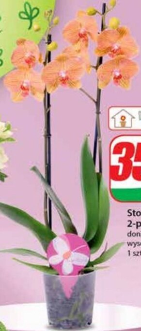 Dino Storczyk oferta