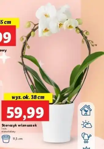 Lidl Storczyk wianuszek wys. ok. 38cm oferta