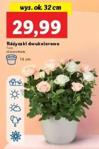 Lidl Różyczki dwukolorowe wys. ok. 32cm oferta