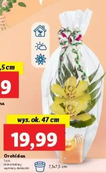 Lidl Orchidea wys. ok. 47cm oferta