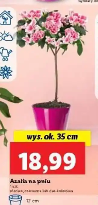 Lidl Azalia na pniu wys. ok. 35cm oferta