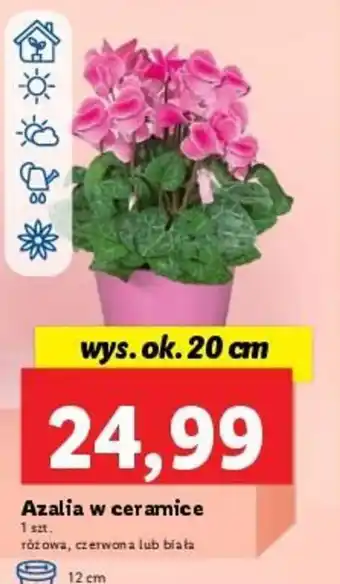 Lidl Azalia w ceramice wys. ok. 20cm oferta
