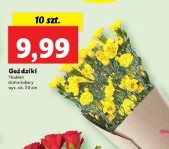 Lidl Goździki 10szt. oferta