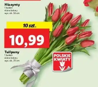Lidl Tulipany 10szt. oferta