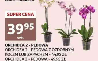 Auchan Orchidea 3-pędowa oferta
