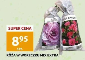 Auchan Roża w woreczku oferta