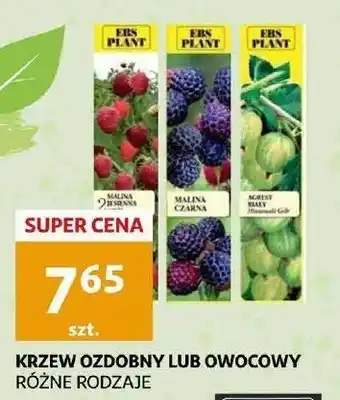 Auchan Malina jesienna ebs plant oferta