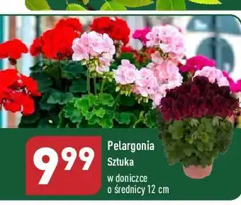 ALDI Pelargonia oferta