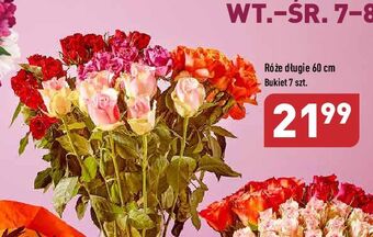 ALDI Róże 60 cm oferta