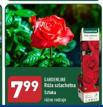 ALDI Róża szlachetna garden line oferta