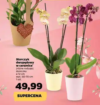 Netto Storczyk 2-pędowy don. 12 cm oferta
