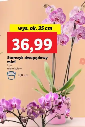 Lidl Storczyk dwupędowy mini 35 cm oferta