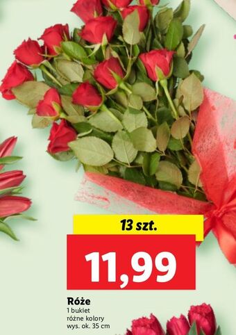 Lidl Róże oferta