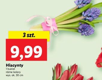 Lidl Hiacynt oferta