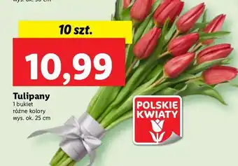 Lidl Tulipany cięte oferta