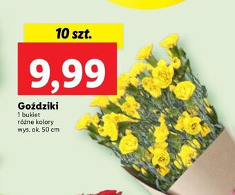 Lidl Goździki 50 cm oferta